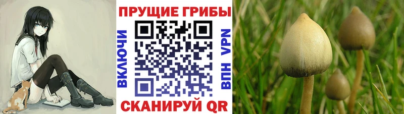 Галлюциногенные грибы Psilocybine cubensis  Братск 
